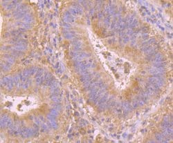 Invitrogen PRDX6 Monoclonal Antibody (7G1) 100 &mu;L; Unconjugated:Antibodies,