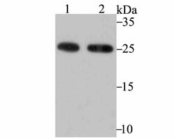 Invitrogen PRDX6 Monoclonal Antibody (7G1) 100 &mu;L; Unconjugated:Antibodies,