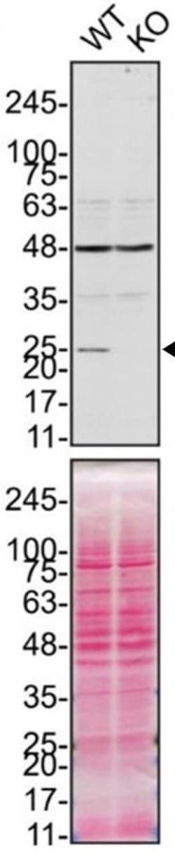 Invitrogen PRDX6 Monoclonal Antibody (7G1) 100 &mu;L; Unconjugated:Antibodies,