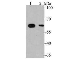 Invitrogen ALDH4A1 Monoclonal Antibody (7E2) 100 &mu;L | Buy Online | Invitrogen&trade; | Fisher Scientific