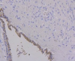 Invitrogen ALDH4A1 Monoclonal Antibody (7E3) 100 &mu;L; Unconjugated:Antibodies,