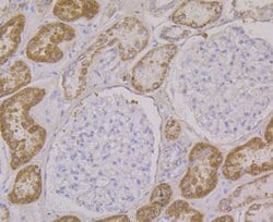 Invitrogen ALDH4A1 Monoclonal Antibody (7E3) 100 &mu;L; Unconjugated:Antibodies,