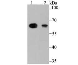 Invitrogen ALDH4A1 Monoclonal Antibody (7E3) 100 &mu;L; Unconjugated:Antibodies,
