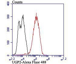 Thermo Scientific UGP2 Monoclonal Antibody (7H1):Antibodies, Monoclonal