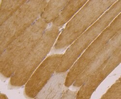 Thermo Scientific UGP2 Monoclonal Antibody (7H1):Antibodies, Monoclonal