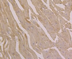 Thermo Scientific UGP2 Monoclonal Antibody (7H1):Antibodies, Monoclonal