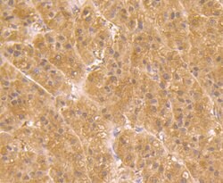Thermo Scientific UGP2 Monoclonal Antibody (7H1):Antibodies, Monoclonal