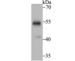 Thermo Scientific UGP2 Monoclonal Antibody (7H1):Antibodies, Monoclonal