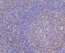 Invitrogen CUGBP1 Monoclonal Antibody (7A1) 100 &mu;L; Unconjugated:Antibodies,