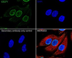 Invitrogen CUGBP1 Monoclonal Antibody (7A1) 100 &mu;L; Unconjugated:Antibodies,
