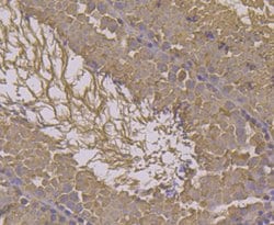 Thermo Scientific HSP701L Monoclonal Antibody (7D1):Antibodies, Monoclonal