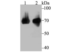 Thermo Scientific HSP701L Monoclonal Antibody (7D1):Antibodies, Monoclonal