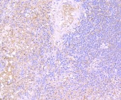 Invitrogen IL-31 Monoclonal Antibody (8-C3) 100 &mu;L; Unconjugated:Antibodies,