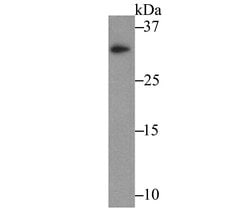 Invitrogen IL-31 Monoclonal Antibody (8-C3) 100 &mu;L; Unconjugated:Antibodies,