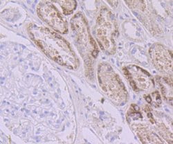 Invitrogen AMACR Monoclonal Antibody (6F5) 100 &mu;L; Unconjugated:Antibodies,