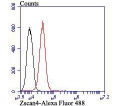 Invitrogen ZSCAN4 Monoclonal Antibody (2-7) 100 &mu;L; Unconjugated:Antibodies,