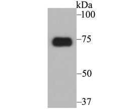 Thermo Scientific ATF6 Monoclonal Antibody (8D3):Antibodies, Monoclonal