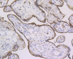 Invitrogen ERp72 Monoclonal Antibody (10-F2) 100 &mu;L; Unconjugated:Antibodies,