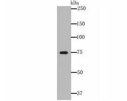 Invitrogen ERp72 Monoclonal Antibody (10-F2) 100 &mu;L; Unconjugated:Antibodies,