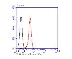 Invitrogen GPX1 Monoclonal Antibody (A6-C0-B9) 100 &mu;L | Buy Online | Invitrogen&trade; | Fisher Scientific