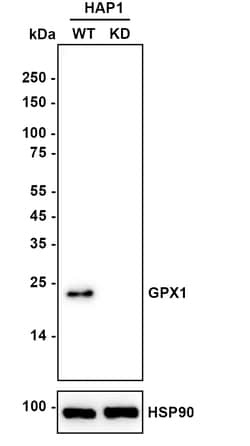 Invitrogen GPX1 Monoclonal Antibody (A6-C0-B9) 100 &mu;L | Buy Online | Invitrogen&trade; | Fisher Scientific