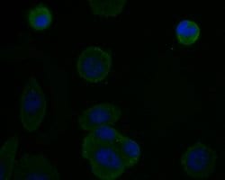 Thermo Scientific TNFRSF11B Monoclonal Antibody (9C1):Antibodies, Monoclonal