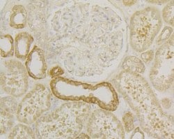 Thermo Scientific TNFRSF11B Monoclonal Antibody (9C1):Antibodies, Monoclonal