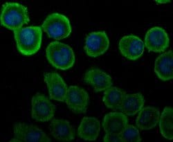 Invitrogen Carbonic Anhydrase II Monoclonal Antibody (11A1) 100 &mu;L;