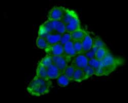 Invitrogen Carbonic Anhydrase II Monoclonal Antibody (11A1) 100 &mu;L;
