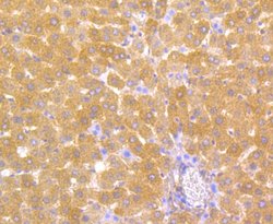 Invitrogen Carbonic Anhydrase II Monoclonal Antibody (11A1) 100 &mu;L;