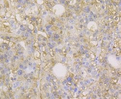 Invitrogen Carbonic Anhydrase II Monoclonal Antibody (11A1) 100 &mu;L;
