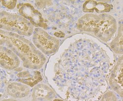 Invitrogen Carbonic Anhydrase II Monoclonal Antibody (11A1) 100 &mu;L;