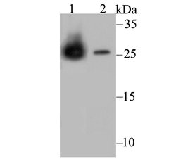 Invitrogen Carbonic Anhydrase II Monoclonal Antibody (11A1) 100 &mu;L;