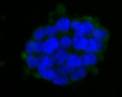 Invitrogen HLA-ABC Monoclonal Antibody (11C3) 100 &mu;L; Unconjugated:Antibodies,