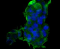 Invitrogen Carbonic Anhydrase II Monoclonal Antibody (11A2) 100 &mu;L;