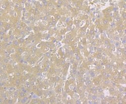 Invitrogen Carbonic Anhydrase II Monoclonal Antibody (11A2) 100 &mu;L;