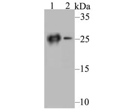 Invitrogen Carbonic Anhydrase II Monoclonal Antibody (11A2) 100 &mu;L;