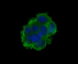 Invitrogen HSP701L Monoclonal Antibody (7D3) 100 &mu;L; Unconjugated:Antibodies,