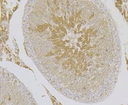 Invitrogen HSP701L Monoclonal Antibody (7D3) 100 &mu;L; Unconjugated:Antibodies,