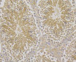Invitrogen HSP701L Monoclonal Antibody (7D3) 100 &mu;L; Unconjugated:Antibodies,