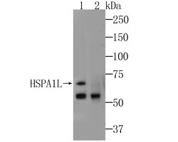 Invitrogen HSP701L Monoclonal Antibody (7D3) 100 &mu;L; Unconjugated:Antibodies,