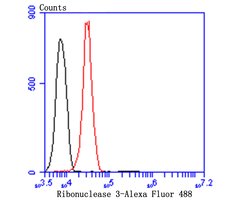 Invitrogen RNASE3 Monoclonal Antibody (5G4) 100 &mu;L; Unconjugated:Antibodies,