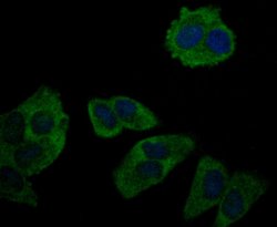 Invitrogen RNASE3 Monoclonal Antibody (5G4) 100 &mu;L; Unconjugated:Antibodies,