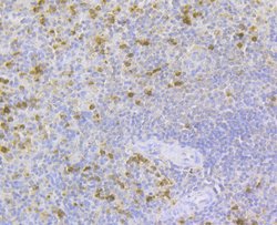 Invitrogen RNASE3 Monoclonal Antibody (5G4) 100 &mu;L; Unconjugated:Antibodies,