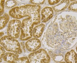 Invitrogen RNASE3 Monoclonal Antibody (5G4) 100 &mu;L; Unconjugated:Antibodies,