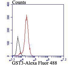 Invitrogen GSTP1 Monoclonal Antibody (11D5) 100 &mu;L; Unconjugated:Antibodies,