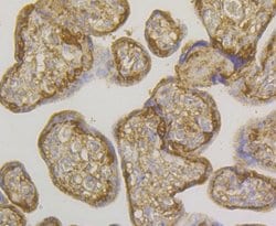 Invitrogen GSTP1 Monoclonal Antibody (11D5) 100 &mu;L; Unconjugated:Antibodies,