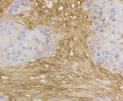 Invitrogen GSTP1 Monoclonal Antibody (11D5) 100 &mu;L; Unconjugated:Antibodies,