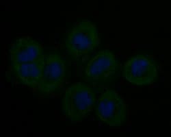 Invitrogen Stathmin 1 Monoclonal Antibody (11E1) 100 &mu;L; Unconjugated:Antibodies,