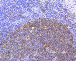 Invitrogen Stathmin 1 Monoclonal Antibody (11E1) 100 &mu;L; Unconjugated:Antibodies,